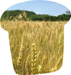 国産小麦